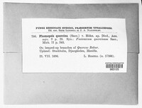 Phomopsis quercina image